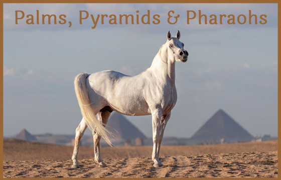 Palms, Pyramids & Pharaohs
