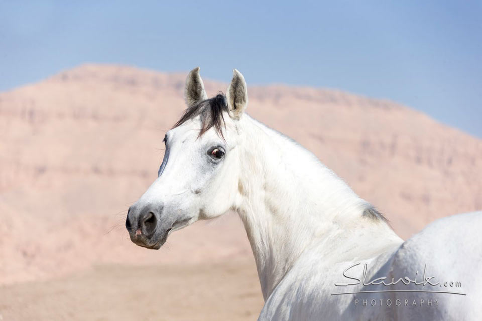 Sun Festival & Red Sea Adventures