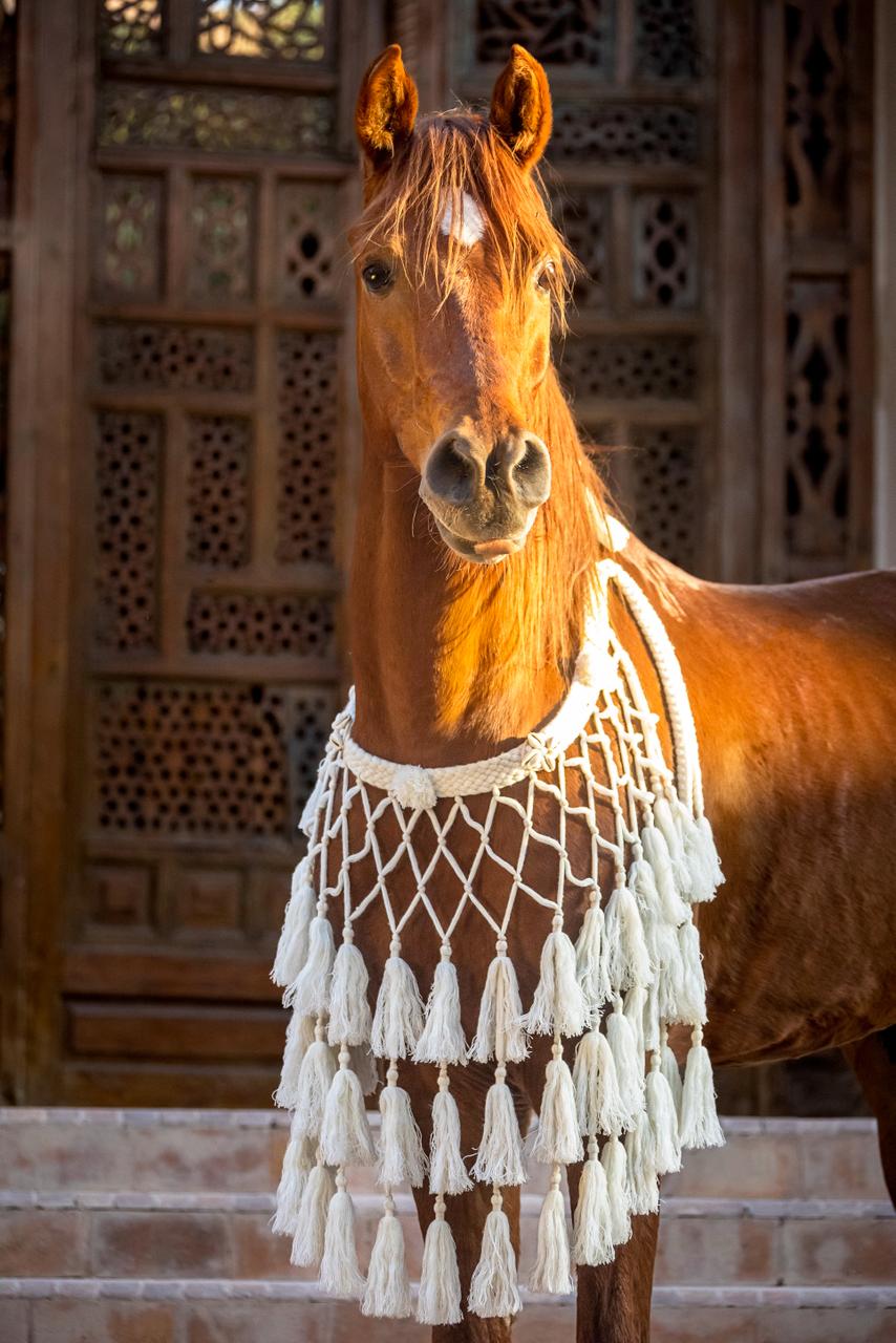Ride Egypt