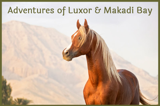 Adventures of Luxor & Makadi Bay