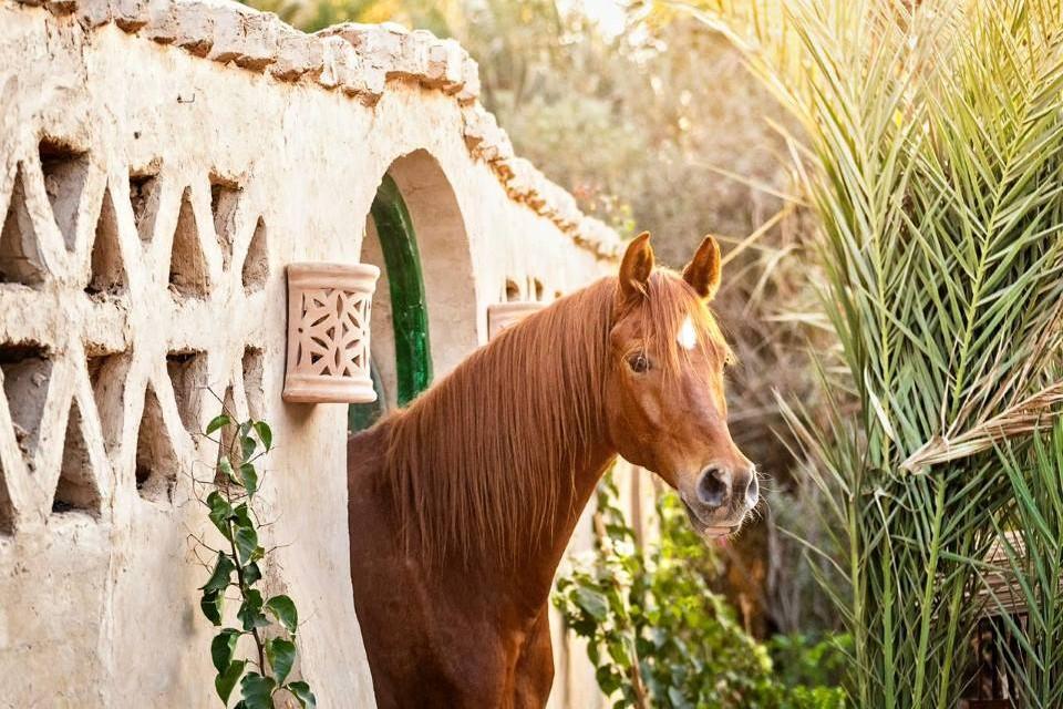 Ride Egypt