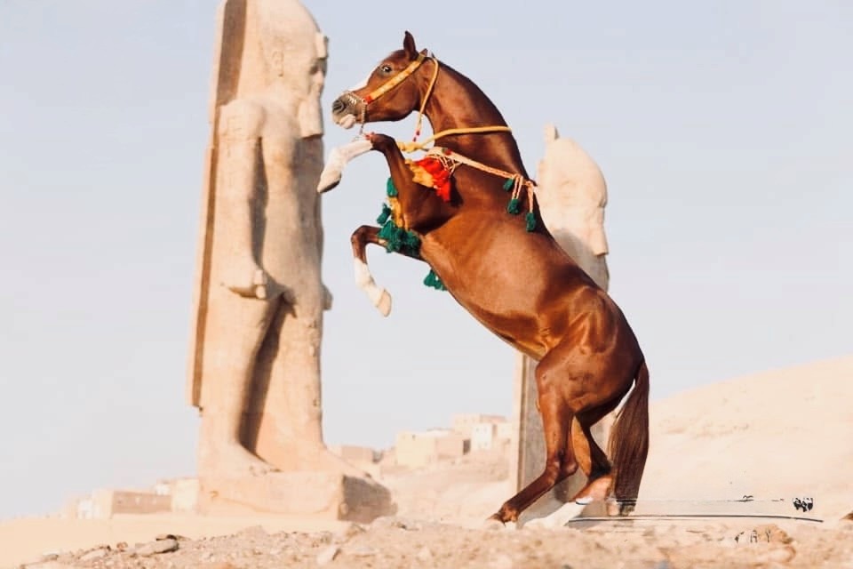 Ride Egypt