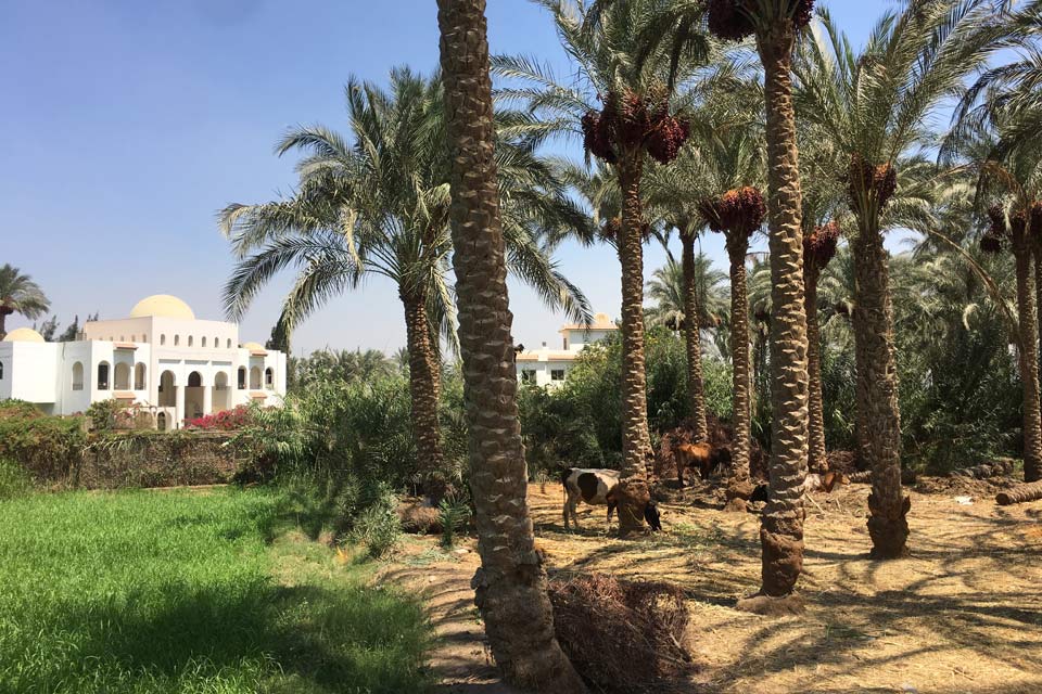 Ride Egypt