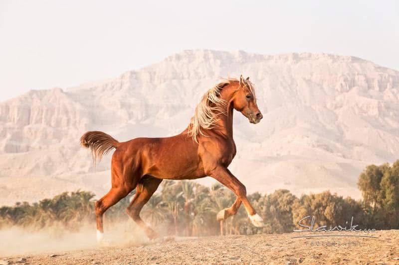 Ride Egypt